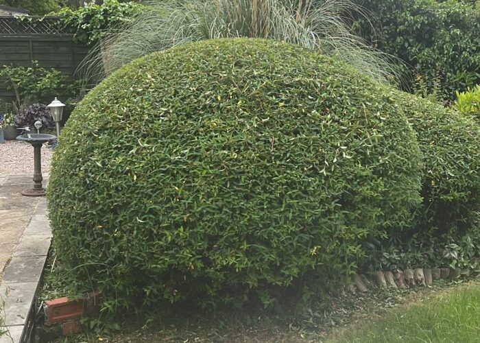 Garden maintenance Slough